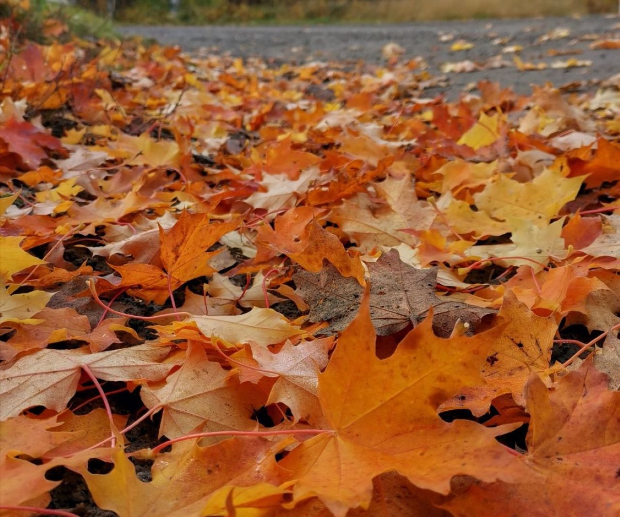 Taustakuva. kuva vaahteranlehdistä