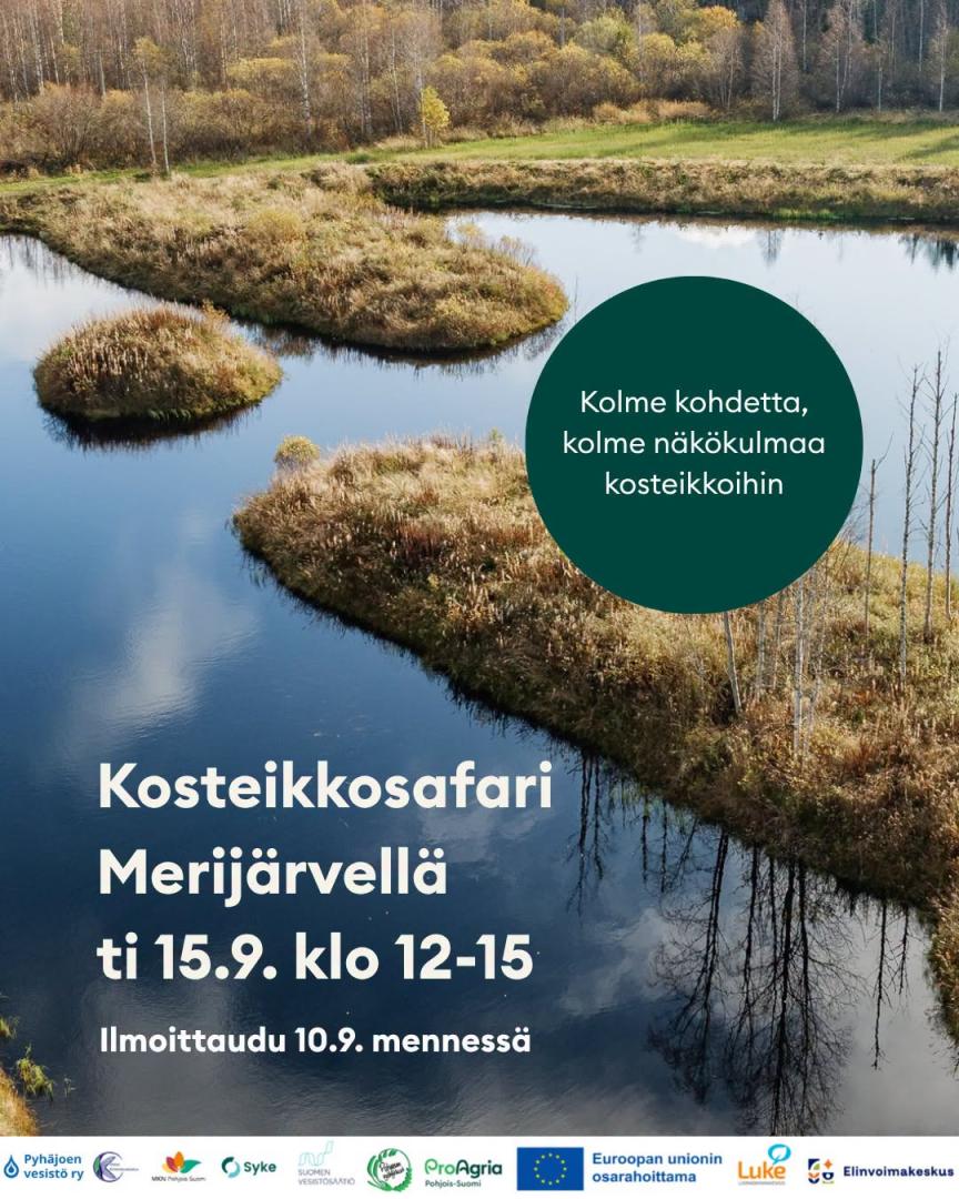 Kuvassa kosteikko